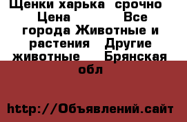 Щенки харька! срочно. › Цена ­ 5 000 - Все города Животные и растения » Другие животные   . Брянская обл.